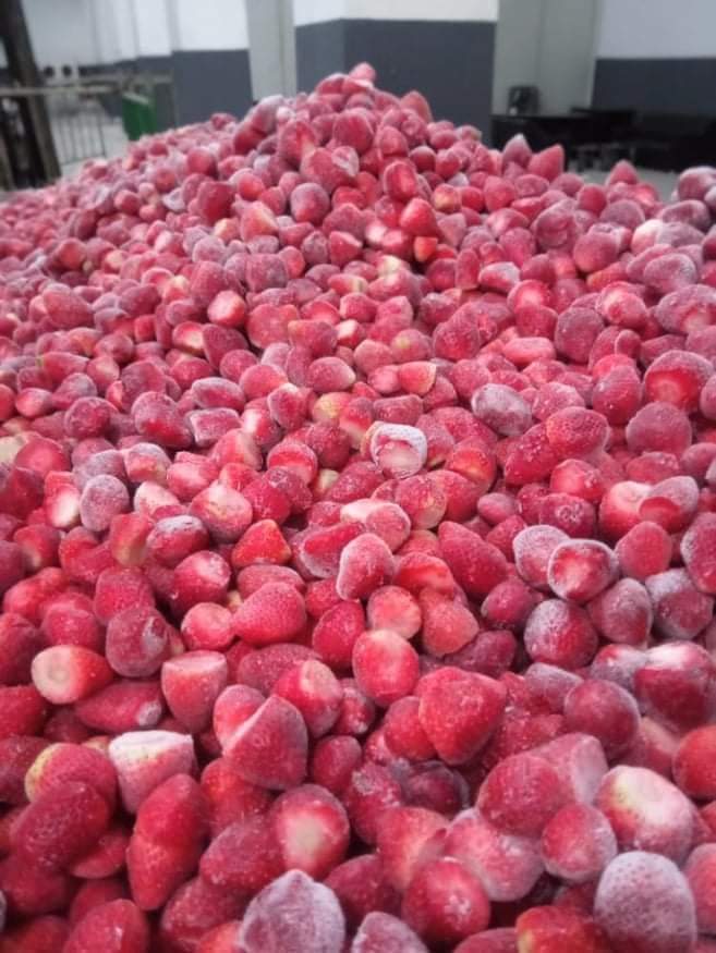 فراوله فودكس 1000 كجم - الصورة 5