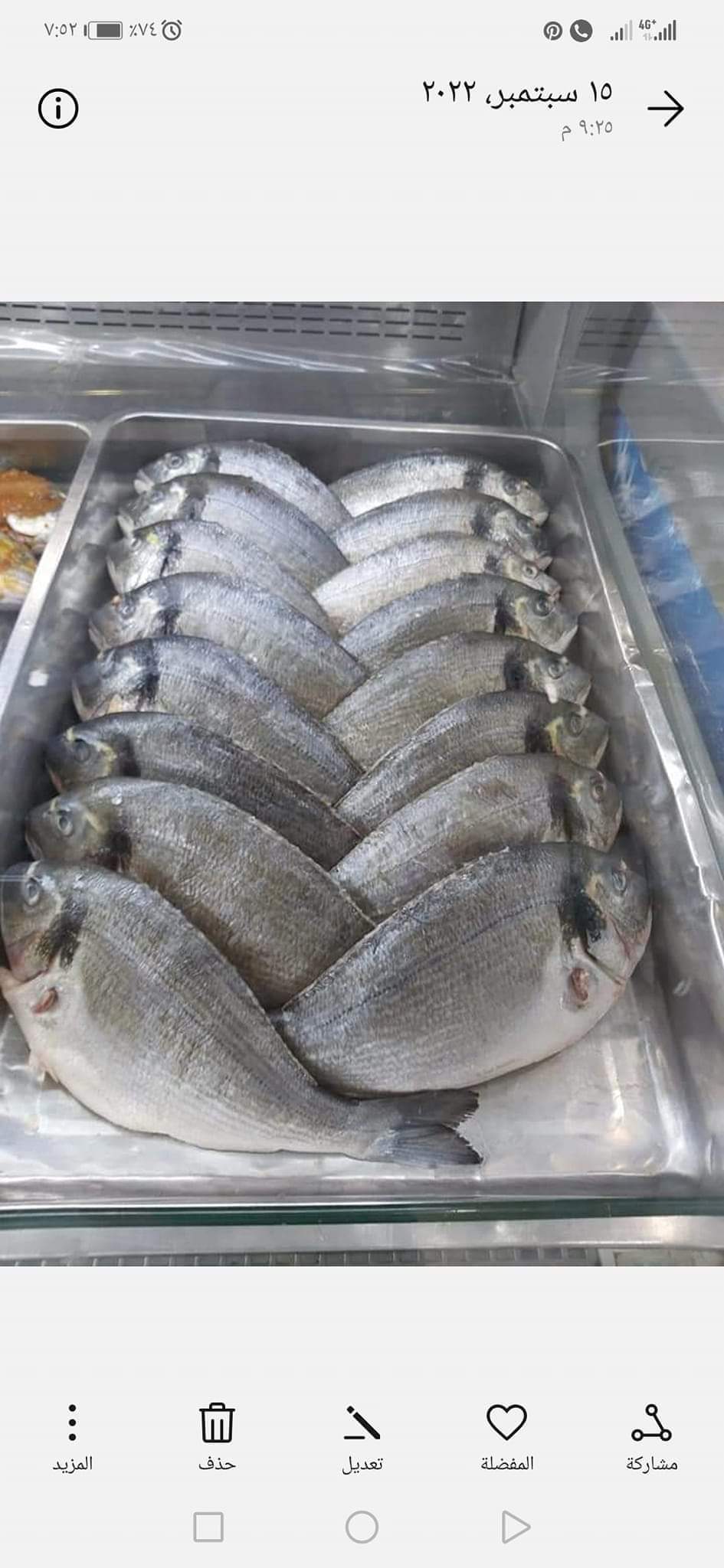 سمك قاجوج 10 كجم - الصورة 5