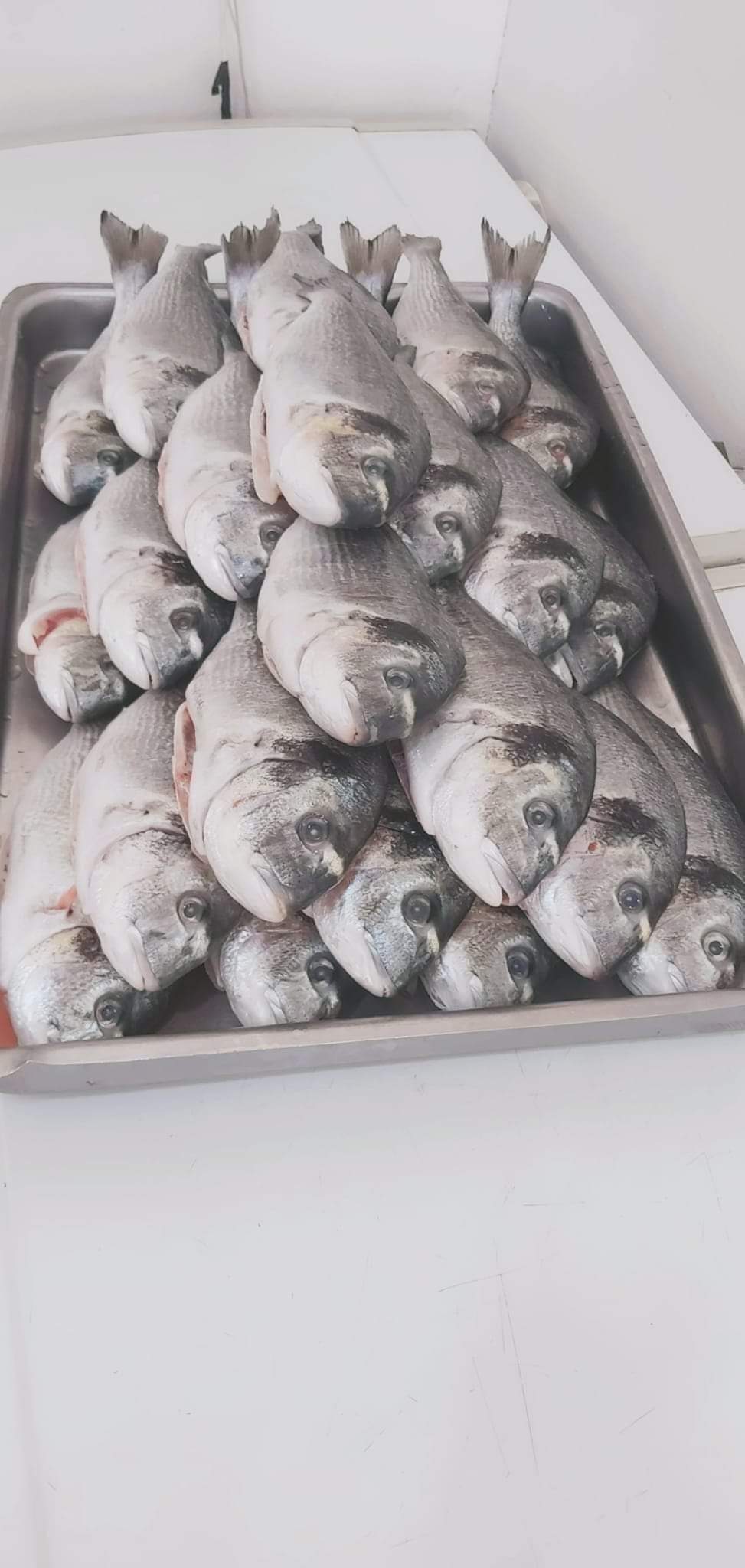 سمك قاجوج 10 كجم - الصورة 2