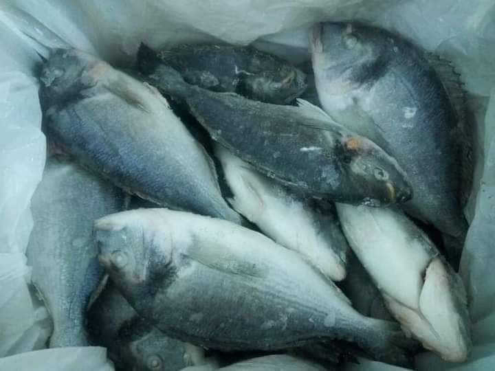 سمك قاجوج 10 كجم - الصورة 9