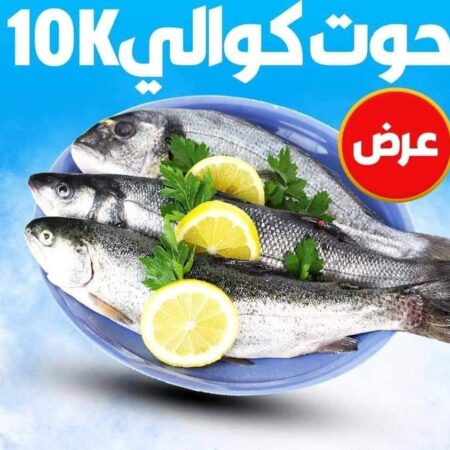 سمك كوالي 10 كجم