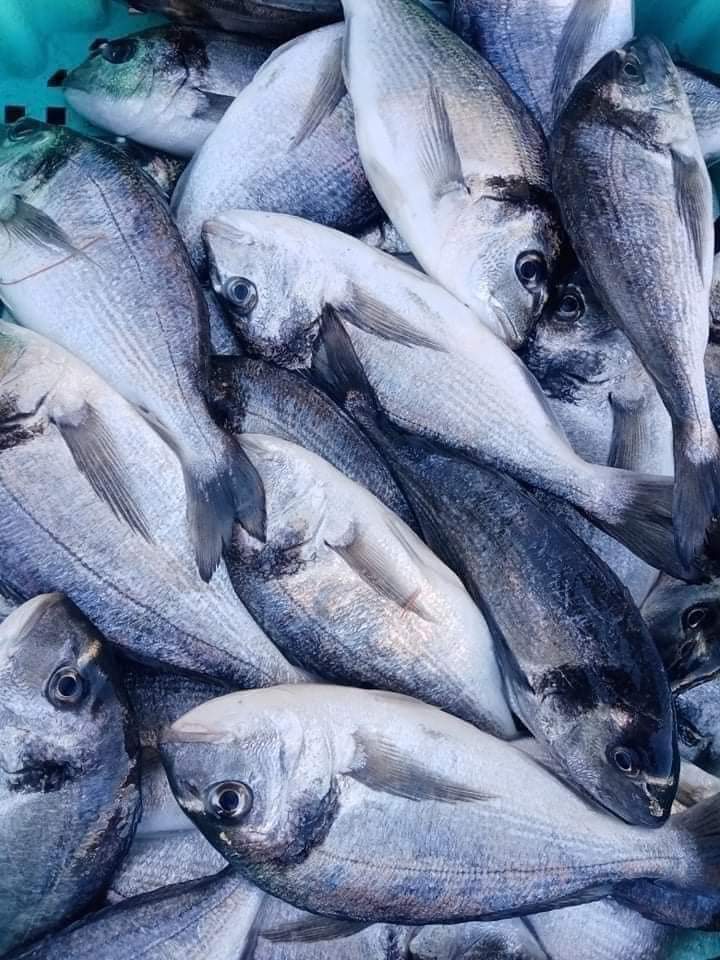 سمك قاجوج 10 كجم - الصورة 7