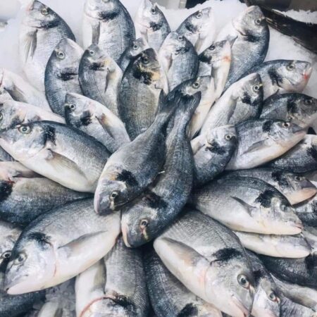 سمك قاجوج 10 كجم