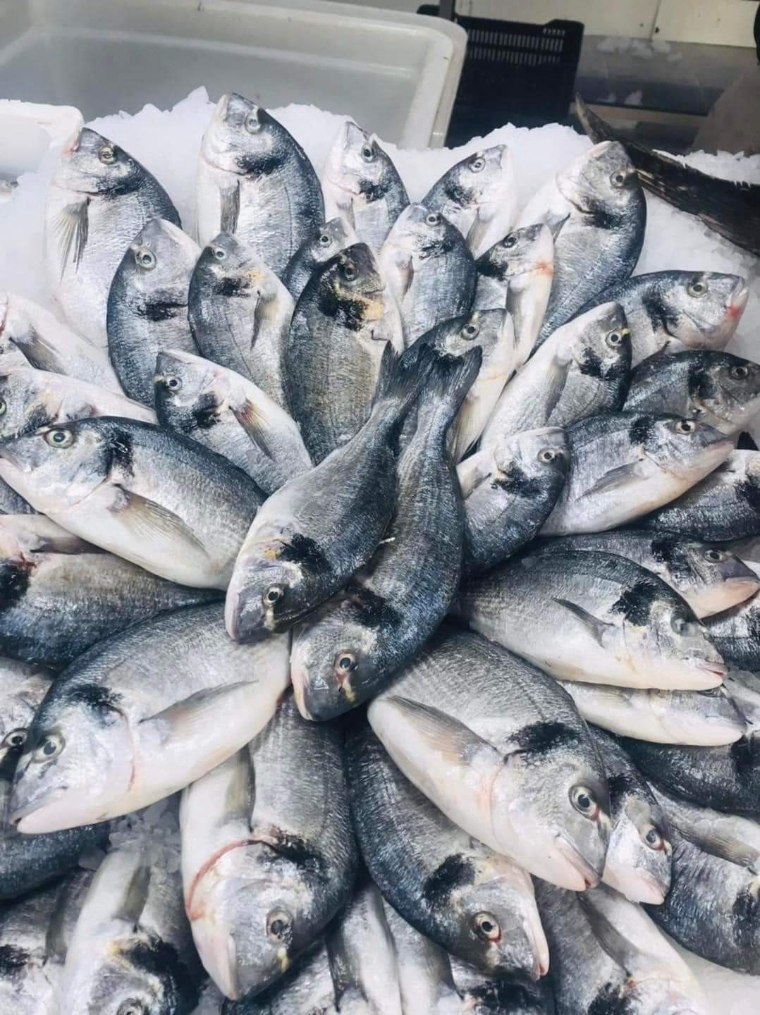 سمك قاجوج 10 كجم