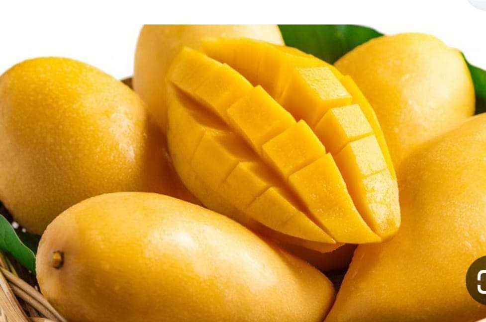 مانجا فودكس 1000 كجم - الصورة 4