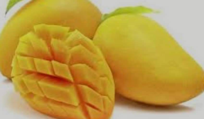 مانجا فودكس 1000 كجم - الصورة 6