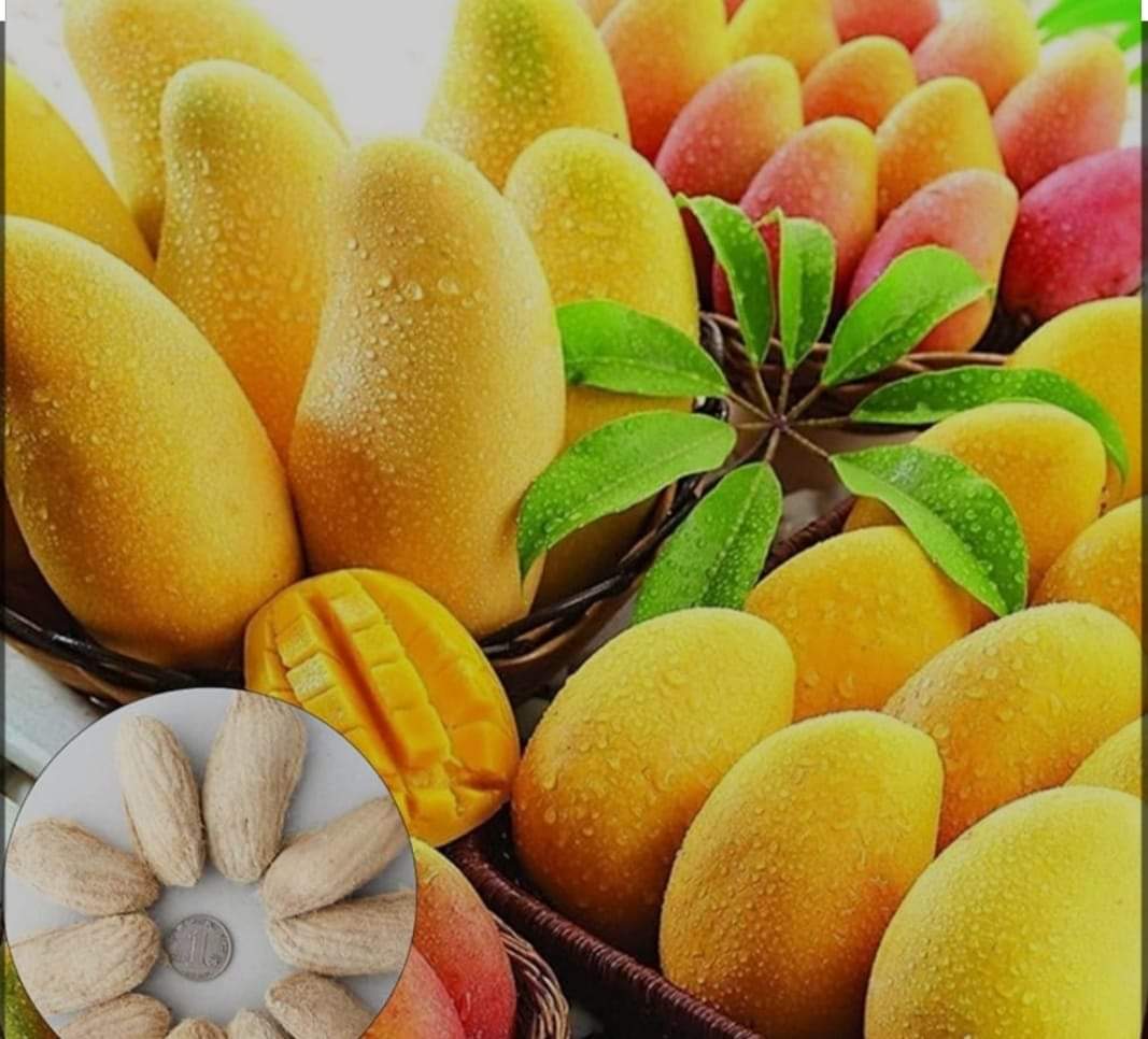 مانجا فودكس 1000 كجم - الصورة 5