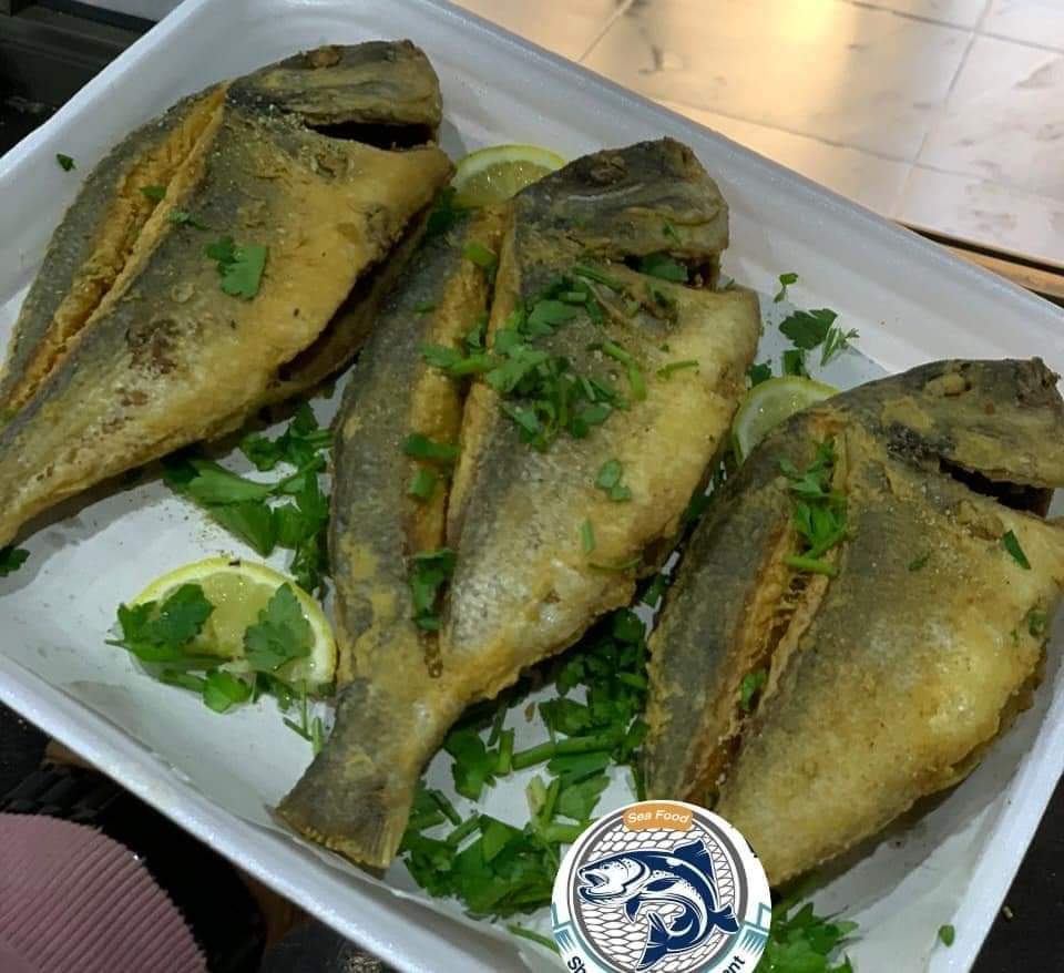 سمك قاجوج 10 كجم - الصورة 8