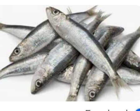 سمك سردينه 10 كجم