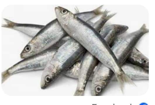 سمك سردينه 10 كجم