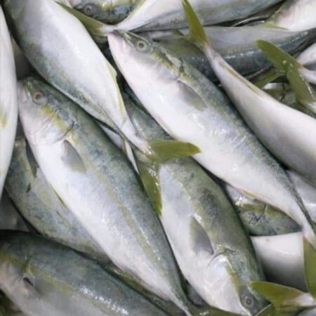 سمك شوله 20 كجم