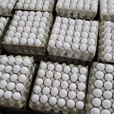 دحي ابيض متوسط